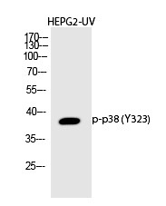 Anti-Phospho-MAPK14 (Tyr323) Polyclonal Antibody