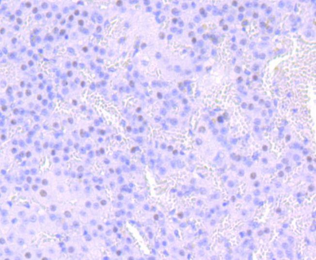 Anti-NUMB Antibody (1M861)