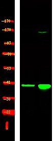 Anti-Phospho-p38-γ/δ (Tyr185/182) Polyclonal Antibody