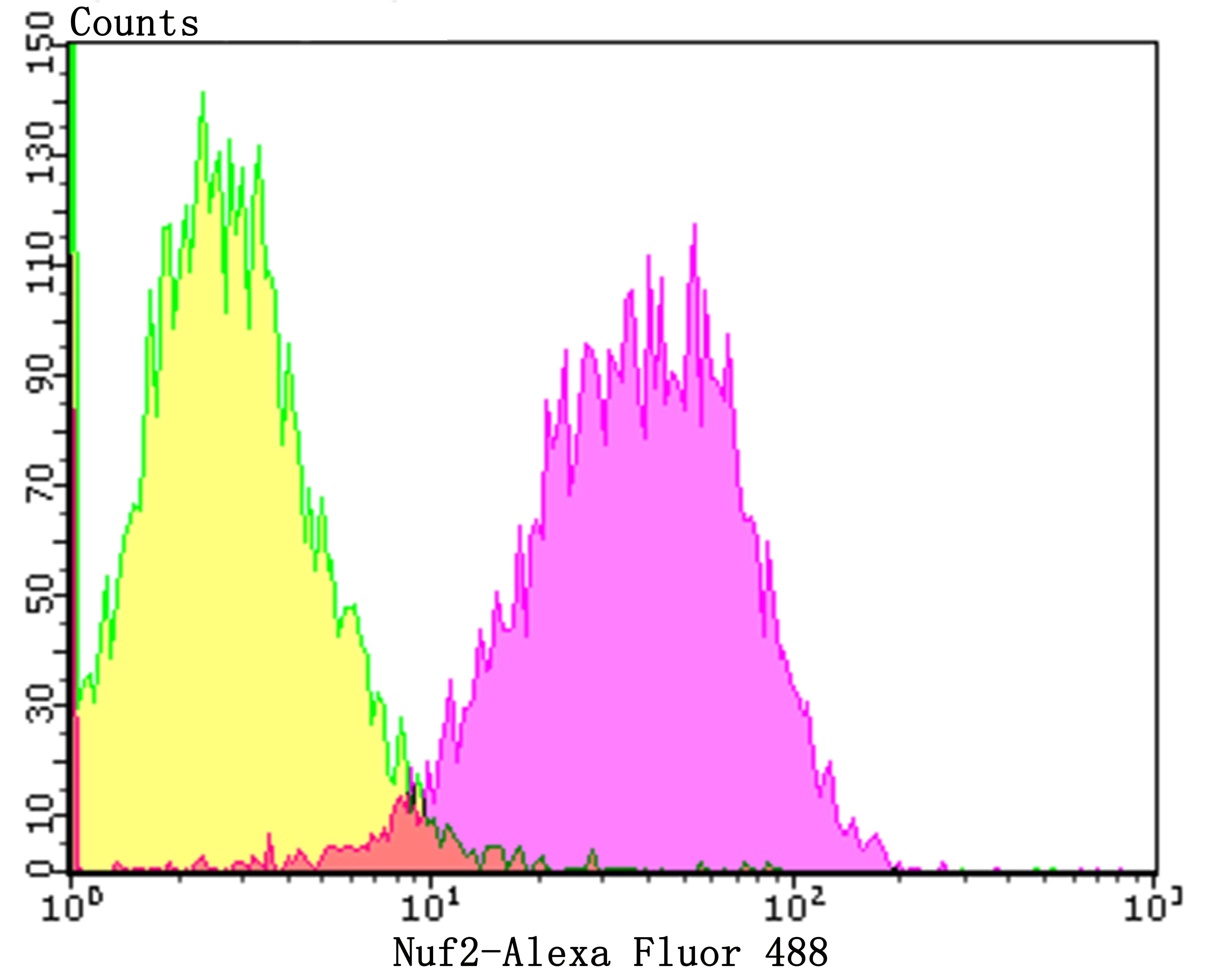 Anti-NUF2 Antibody (5K725)