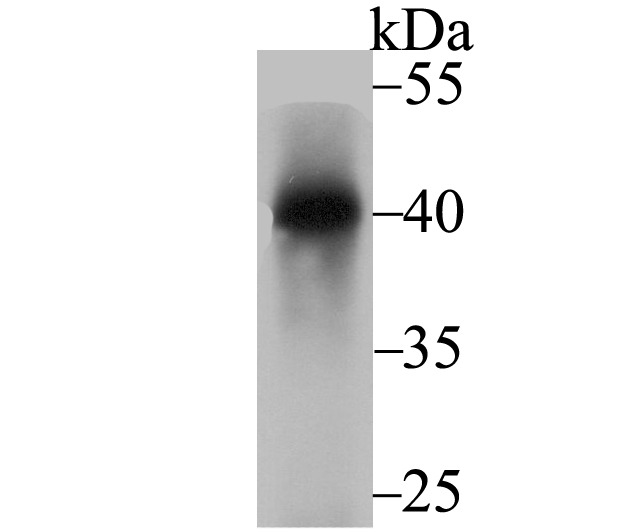 Anti-Nudel Antibody (5F982)