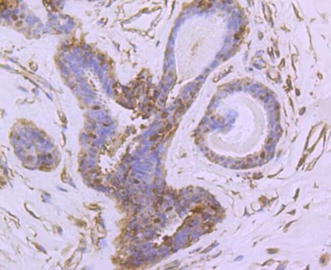 Anti-NR4A1 Antibody (7O127)