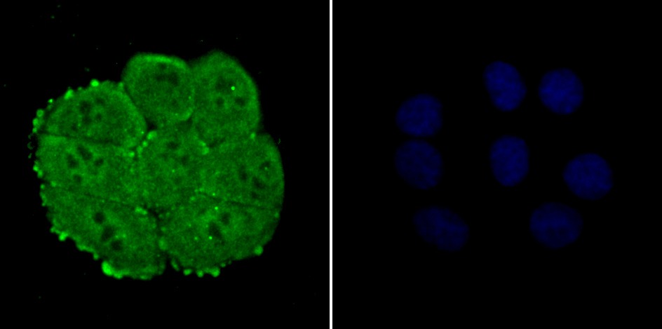 Anti-NUP153 Antibody (4X360)