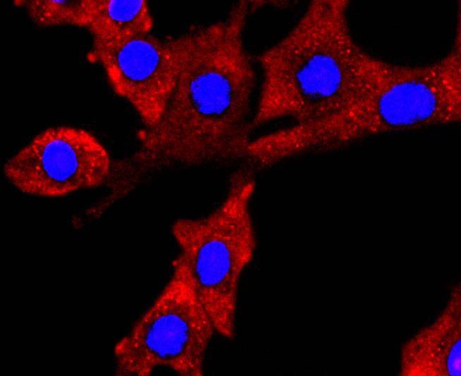 Anti-NUMB Antibody (1M861)