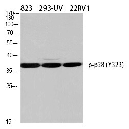 Anti-Phospho-MAPK14 (Tyr323) Polyclonal Antibody