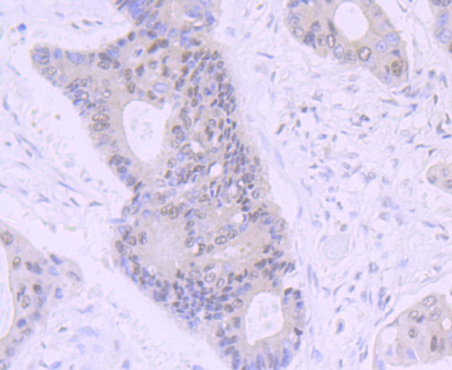 Anti-NR1D1 Antibody (2D57)