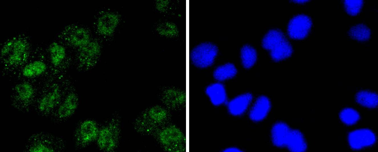 Anti-NBN Antibody (9Z721)