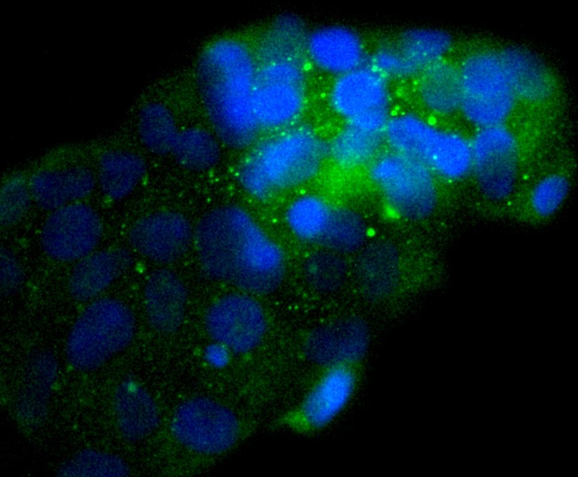 Anti-NSE/ENO2 Antibody (8L64)