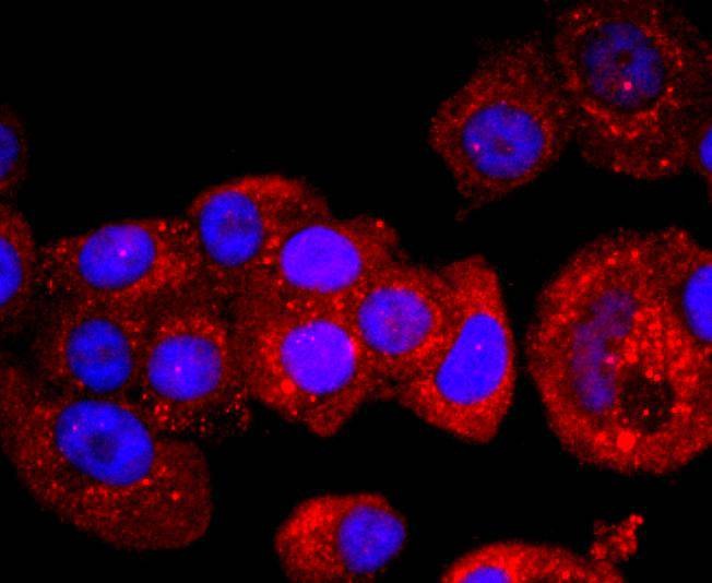 Anti-p53 Antibody (4S402)