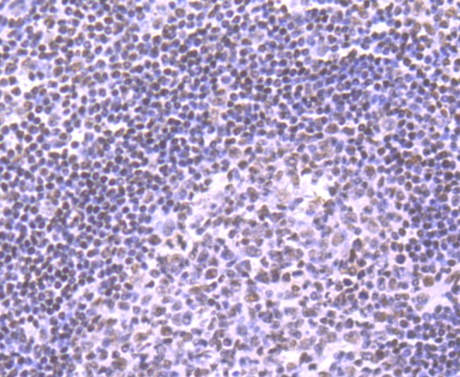 Anti-NRF1 Antibody (7Y254)