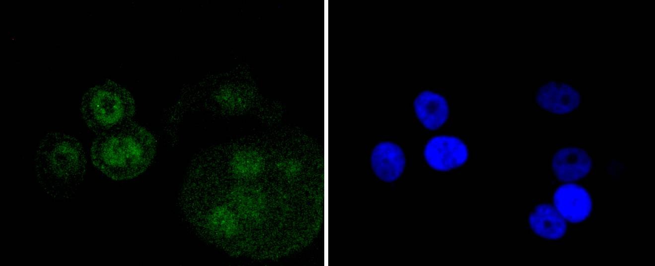 Anti-p73 Antibody (2O496)
