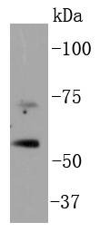 Anti-p73 Antibody (2O496)