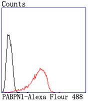 Anti-PABPN1 Antibody (3P321)