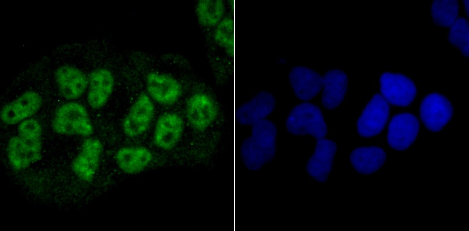Anti-NRF1 Antibody (7Y254)
