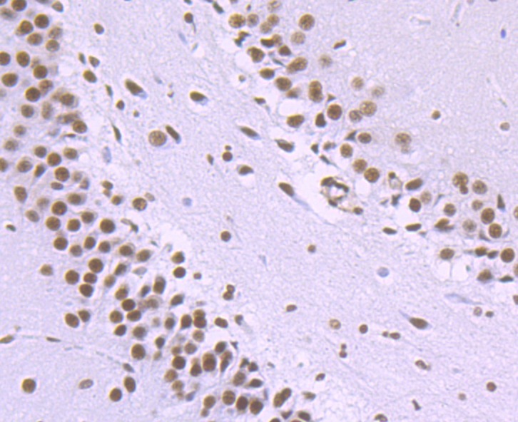 Anti-NRF1 Antibody (7Y254)