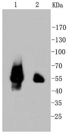 Anti-p53 Antibody (8U839)