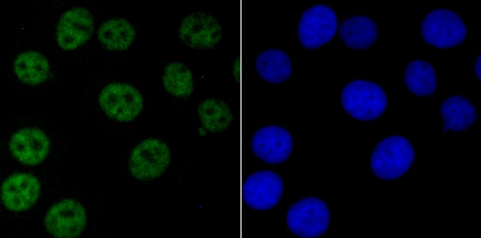 Anti-NRF1 Antibody (7Y254)