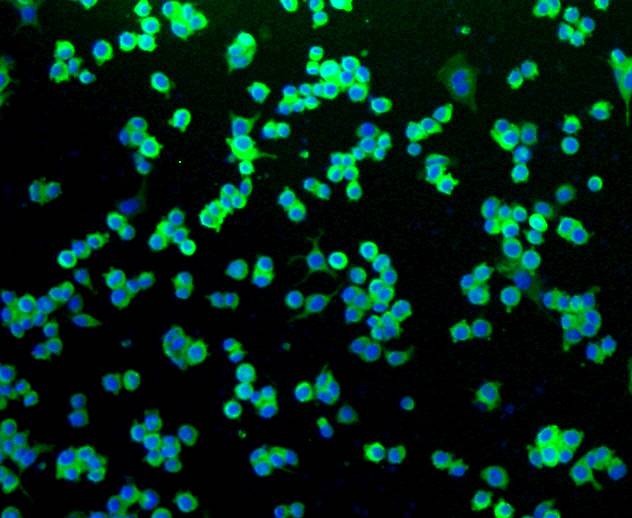Anti-NGFR/p75NTR Antibody (2N149)