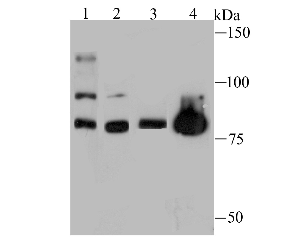 Anti-Nuclear Matrix Protein p84 Antibody (8Q603)