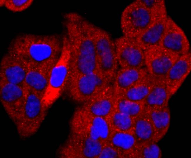 Anti-p53 Antibody (4S402)