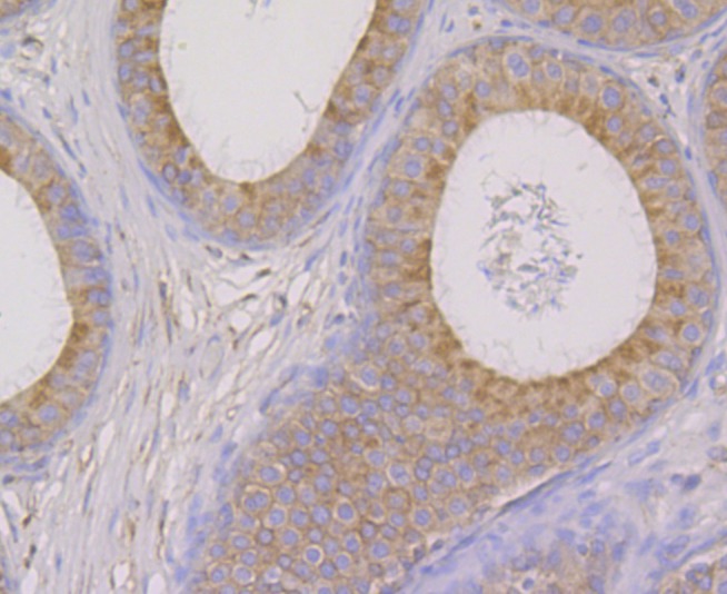 Anti-OS9 Antibody (8R432)