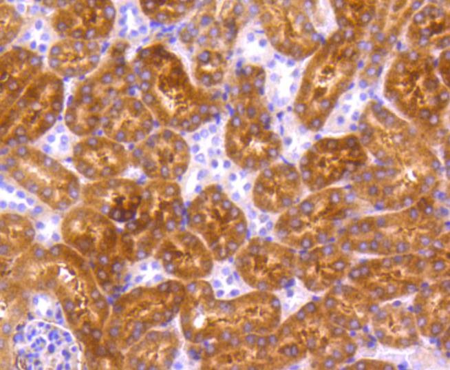 Anti-p73 Antibody (2O496)