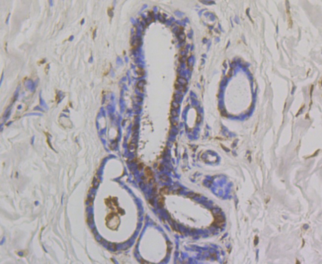 Anti-OS9 Antibody (8R432)