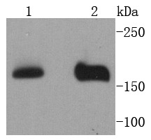 Anti-NSD3 Antibody (1A959)