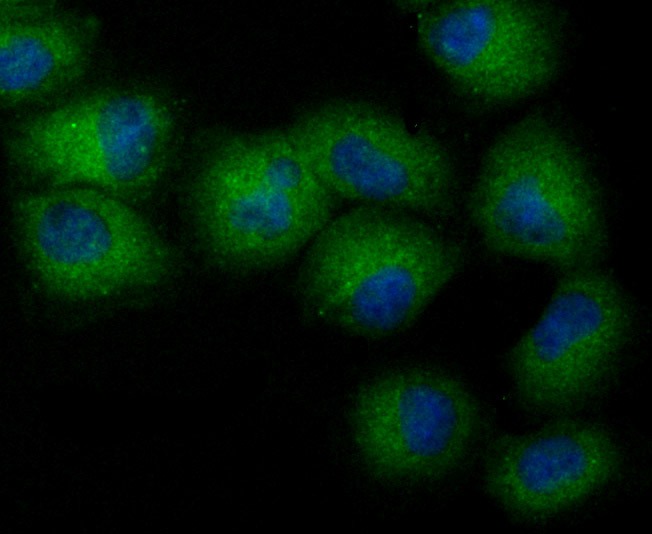 Anti-NCK1 Antibody (6Y736)