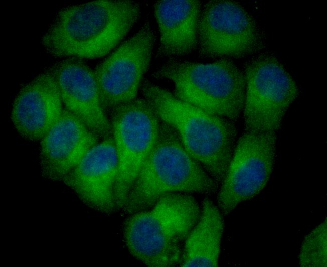 Anti-RTN4 Antibody (3H783)
