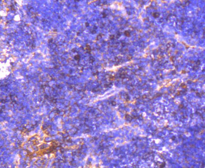 Anti-NGF Antibody (9K780)