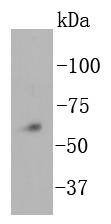 Anti-NOX4 Antibody (4J332)