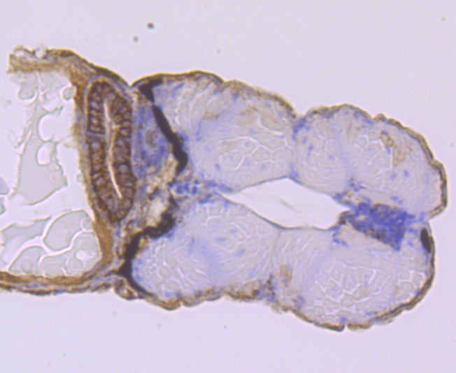 Anti-NCAM1 Antibody (1L189)