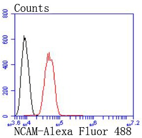 Anti-NCAM1 Antibody (1L189)