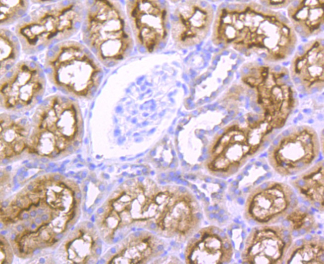 Anti-NCK1 Antibody (6Y736)