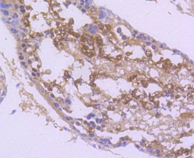 Anti-nNOS Antibody (1J290)