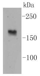 Anti-nNOS Antibody (1J290)