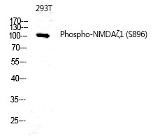 Anti-Phospho-GRIN1 (Ser896) Polyclonal Antibody