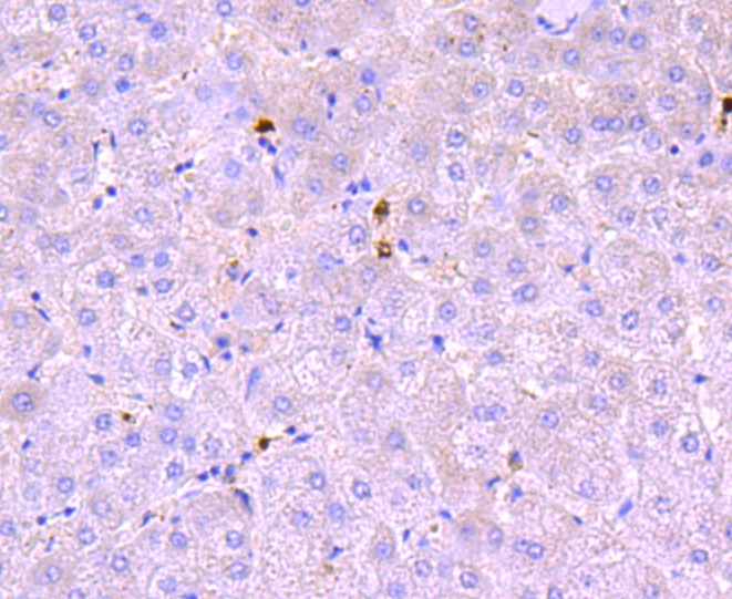Anti-MPO Antibody (4N671)