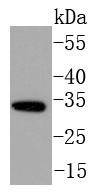 Anti-NGF Antibody (9K780)