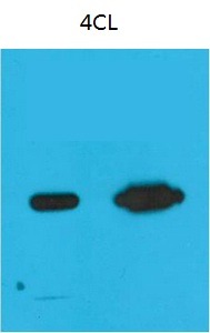 Anti-Nano Tag9 Antibody (1T795)