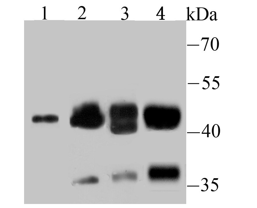 Anti-NCK1 Antibody (6Y736)