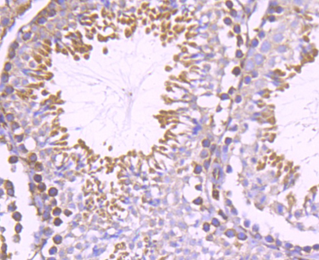 Anti-RTN4 Antibody (3H783)