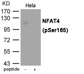 Anti-Phospho-NFAT4 (Ser165) Polyclonal Antibody