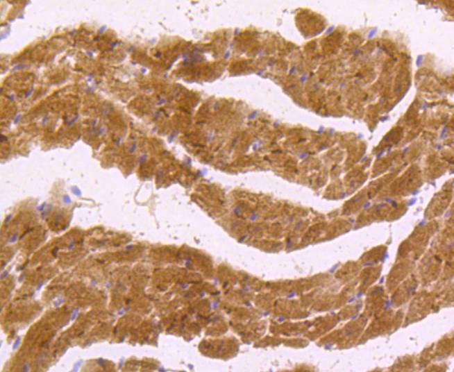 Anti-nNOS Antibody (1J290)