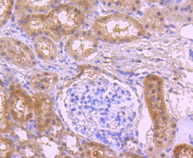 Anti-NOX4 Antibody (4J332)