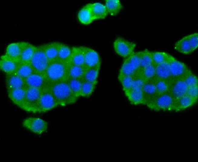 Anti-nNOS Antibody (1J290)