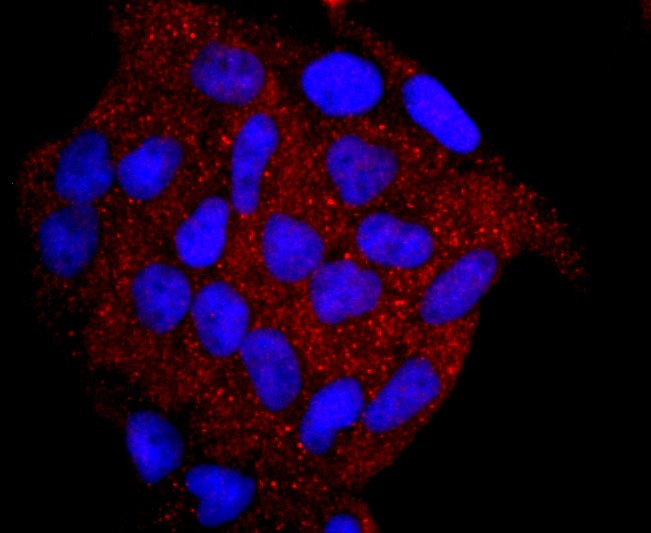 Anti-MPO Antibody (4N671)