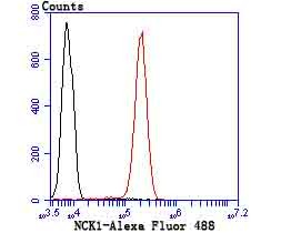 Anti-NCK1 Antibody (6Y736)