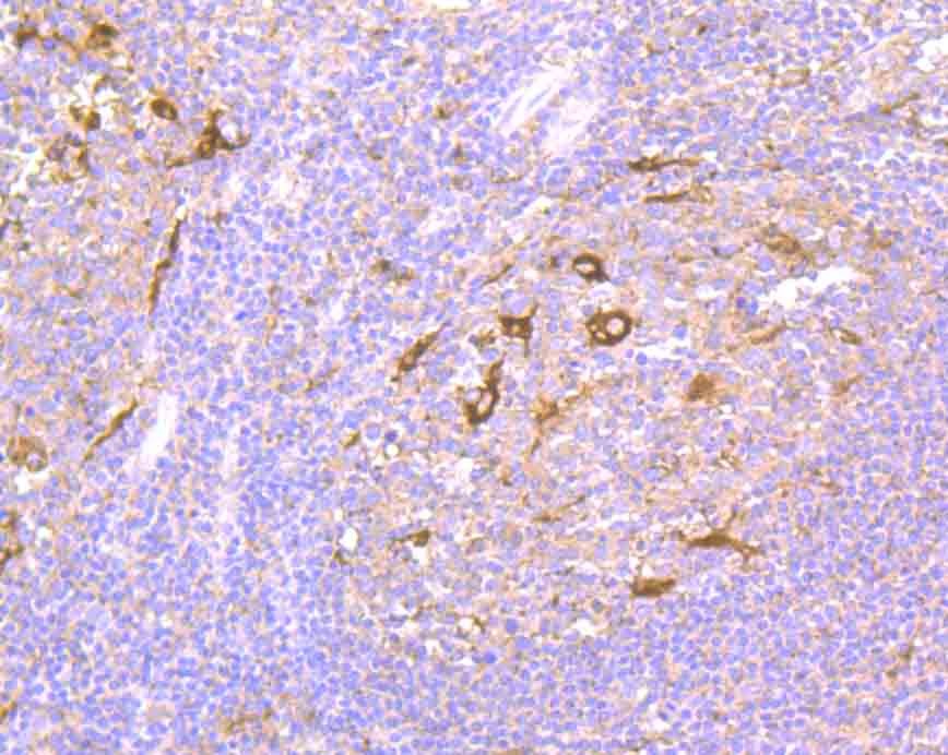 Anti-NCK1 Antibody (6Y736)